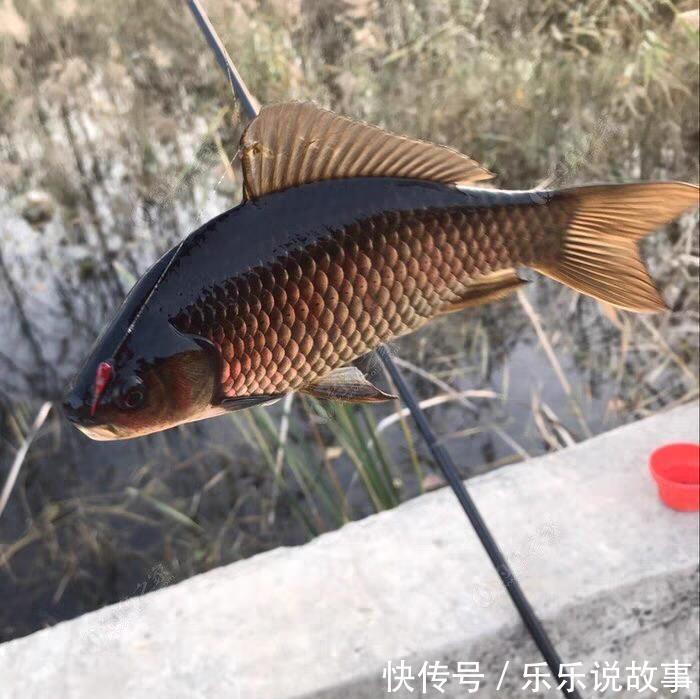 打窝后等多久再下杆最合适这个问题别忽视,野钓太重要了