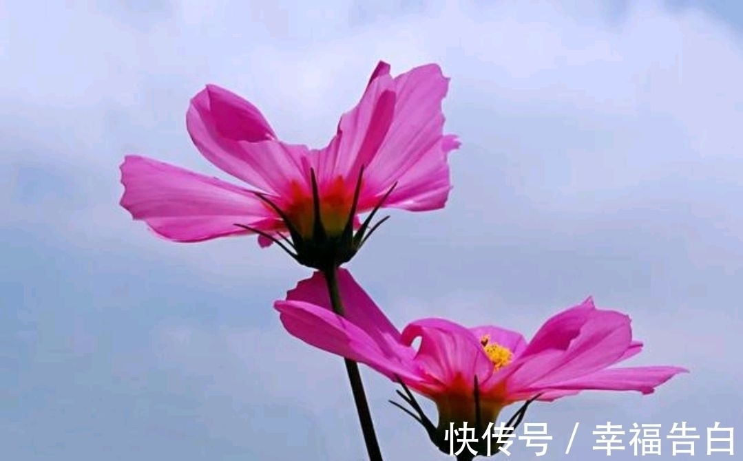 莲歌$七律·秋之韵十二首:小径无人着浅幽,都说天凉好个秋