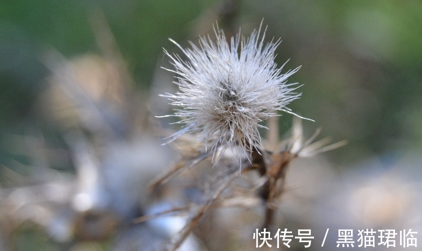 天生一对|7月中旬，月老牵线喜鹊搭桥，3生肖天生一对，地老天荒，不离不弃