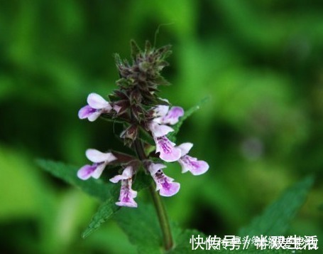 神圣|此花自带神秘光环,是一种常见的中药,象征着神圣和财富