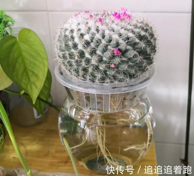 老干妈瓶养多肉,不用土只用水,叶子疯狂吸水3天变胖!