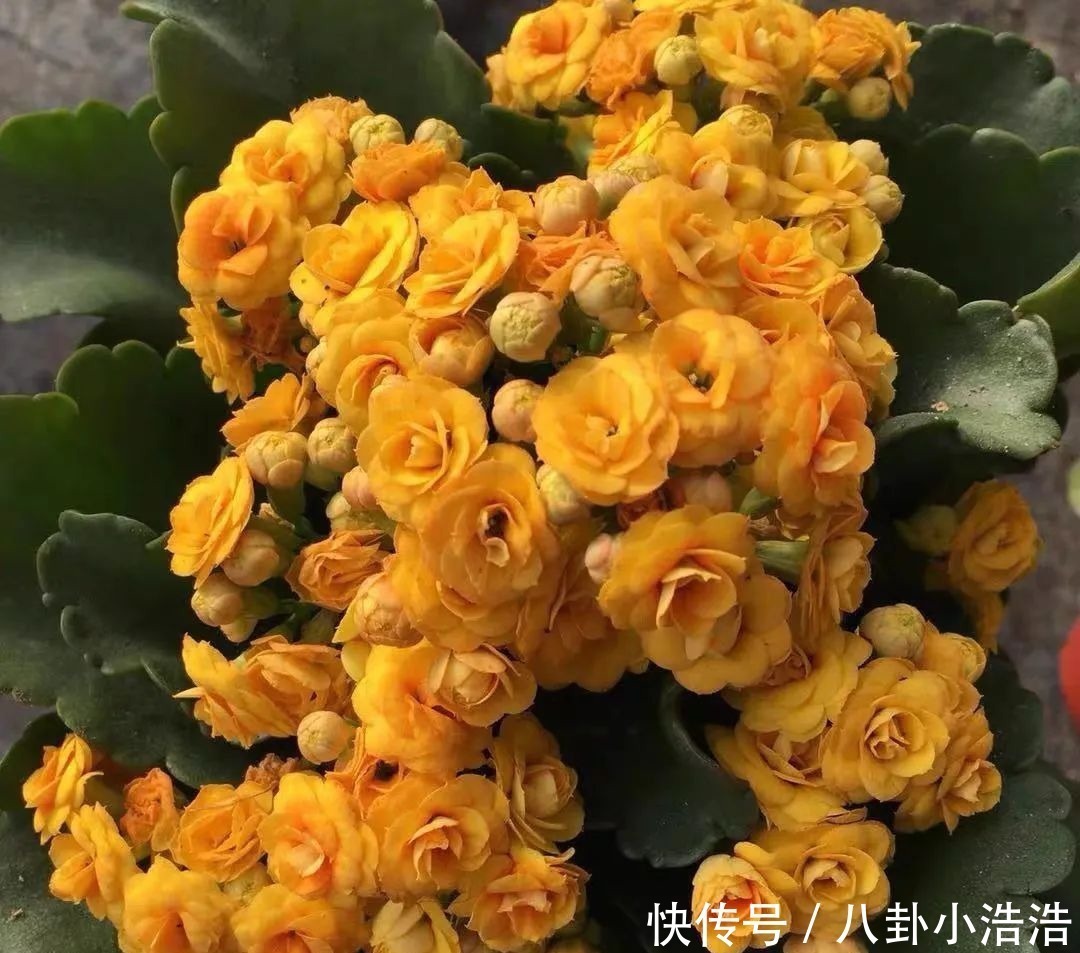 花期|45种长寿花，个个都是高颜值，家里养几盆，美得移不开眼