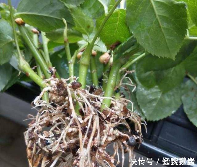 米醋|各种窍门制作“生根水”,不花钱的生根水只有1种,别盲目使用