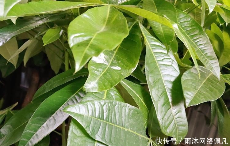 家养发财树,学会这“3件事”,轻松养得旺,叶片油绿