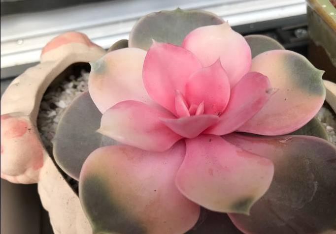 多肉“黑名单”,一定要看一看,去花店别买这些,买了白花钱