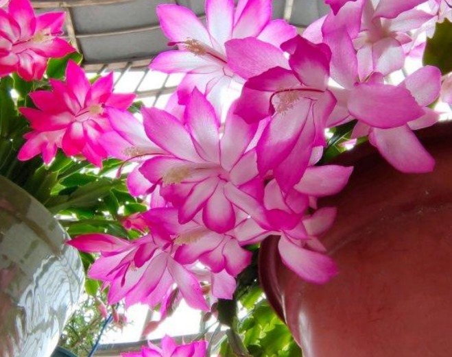 现在“种下”5种花,只需1片叶子,秋冬开满阳台,开花一茬接一茬