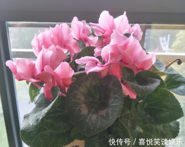 4种花被称为“夏必死”,没有大棚环境,新手春季最好不要买