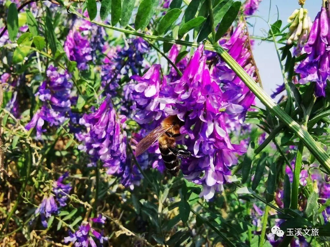 春日玉溪赏花丨超美！这片“紫色海洋”你知道是什么花吗？