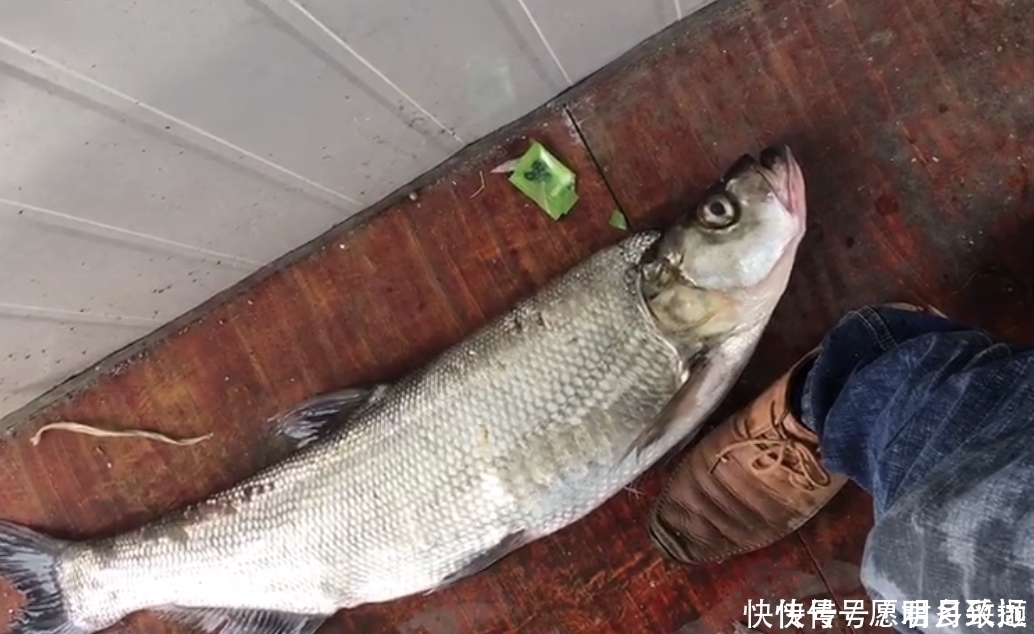 台钓|钓翘嘴子线长度如何选择台钓、筏钓各有不同,特别钓玉米有讲究