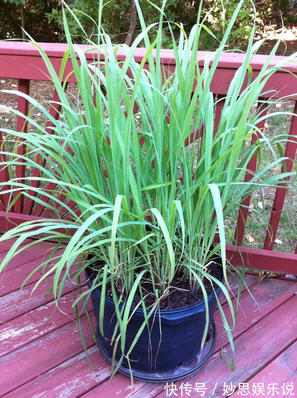 懂养生的人，卧室常养此“5种花”，身心舒畅，好养好看