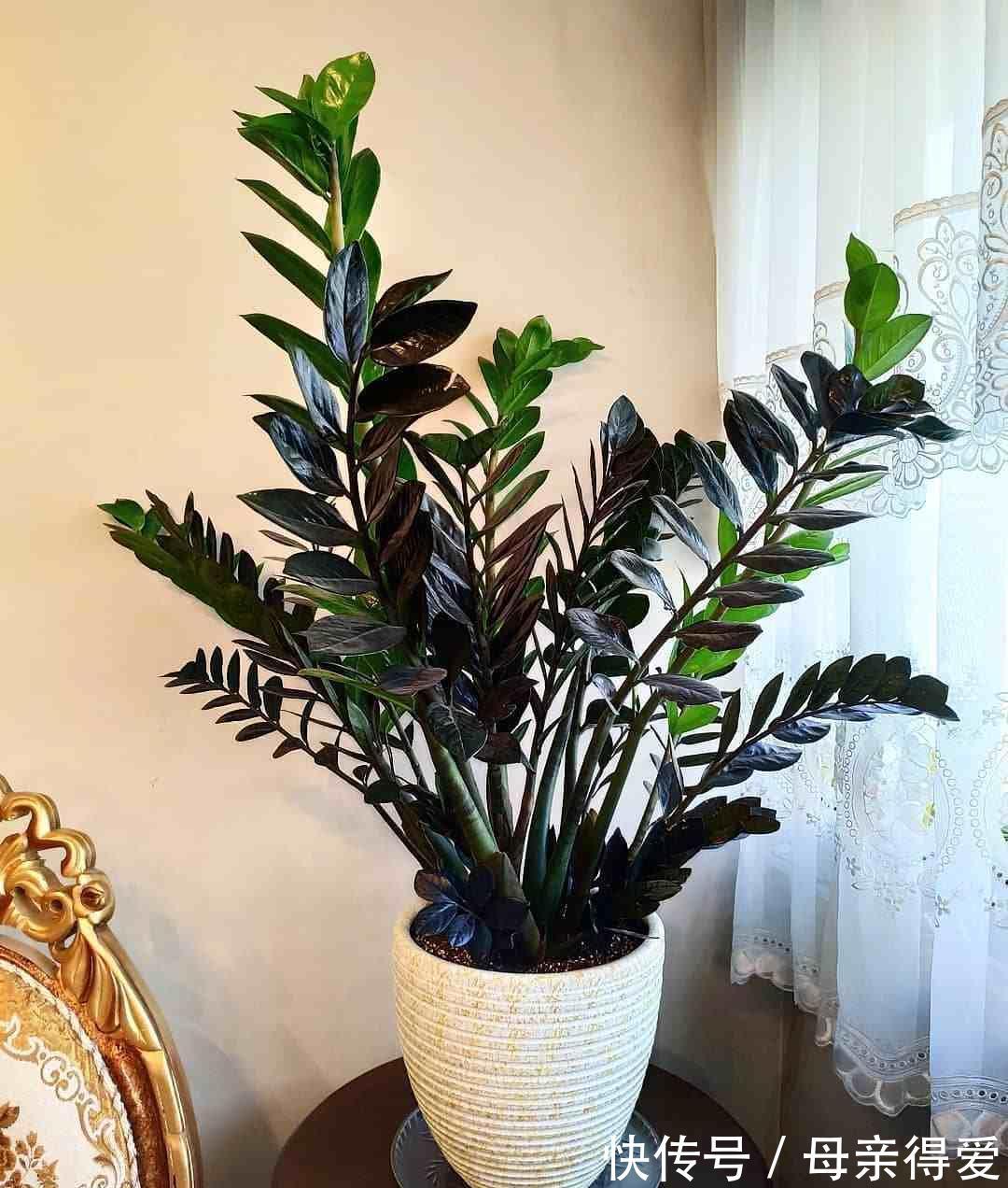 客厅|客厅见树,十家九富,6种富贵树,随便养一盆,子孙一直富