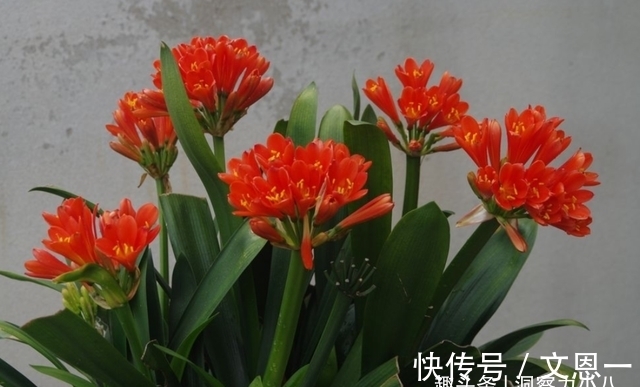 叶片|想要君子兰多发芽，避开“三种水”，当月催出花箭，绽放层叠群兰