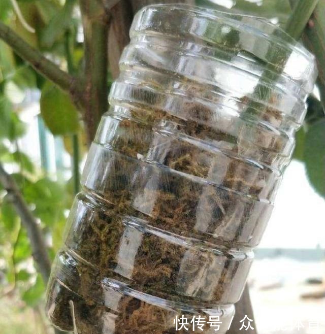 扦插月季失败,试试这种繁殖方法,更容易成活!
