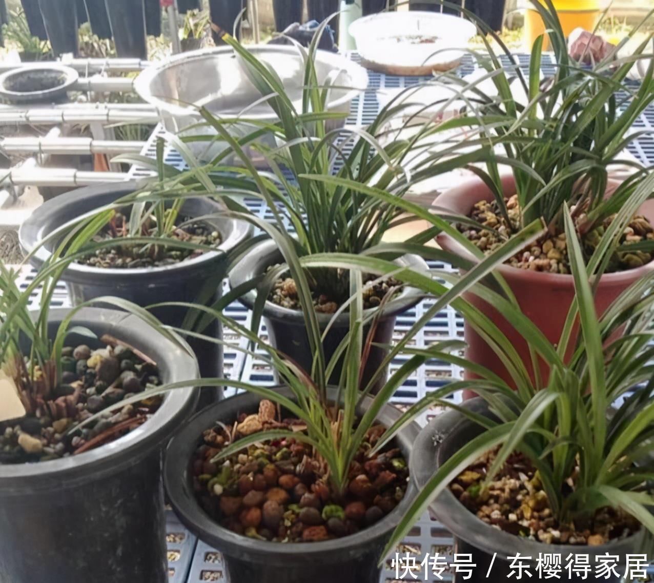 发酵|养花最好的“有机肥”,原来是粪球球,什么植物都能用,养啥都旺