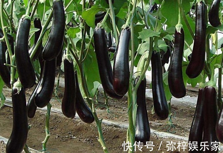 韭菜|女人怀孕后,尽量少吃以下3种蔬菜,对自己和胎宝都有影响