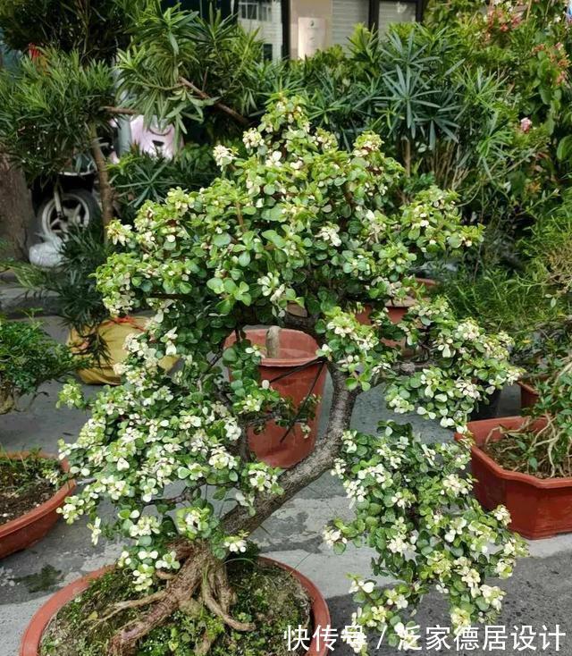 微酸性|金枝玉叶黄叶掉叶，掌握一招，叶绿花繁，颜值高
