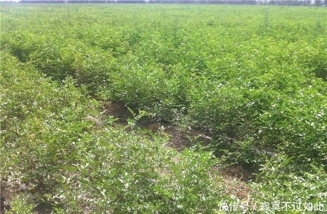 方之中|大约有90%的中药药方之中，都会含有这一种草，您认识吗？