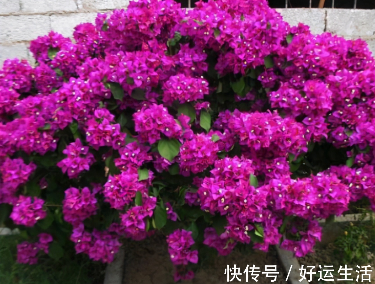 要想三角梅开成“花球”,要定期修剪,再做好4点,才能花开不停