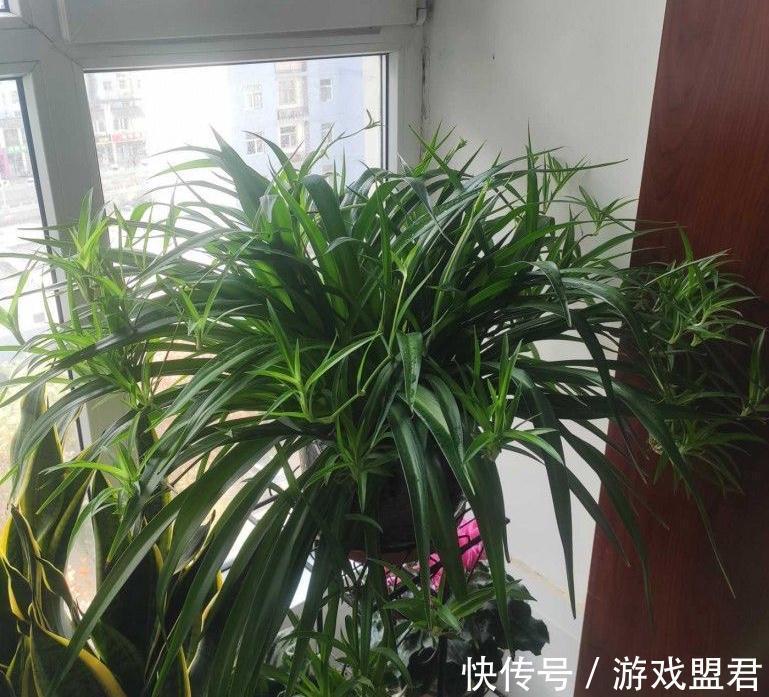 养好吊兰,3个方面不能少,郁郁葱葱、小吊兰很多、能开花