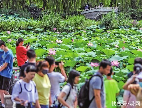 济南时报|大明湖畔“夏雨荷”竞相绽放