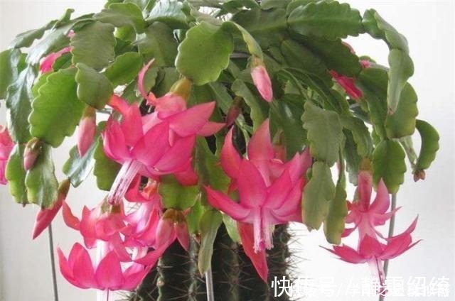 溶液|养蟹爪兰，别只浇水，用点这种“溶液”，茎节横生开花红红火火！