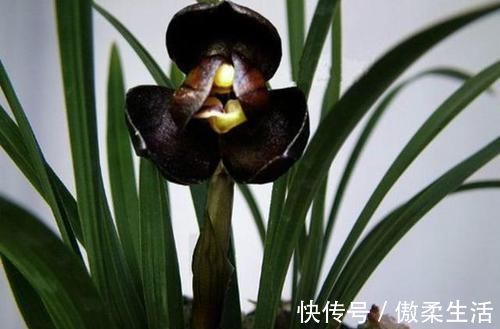 曾经价值千金的3款兰花，香味很浓，毫无缺点，四季表现都很优秀