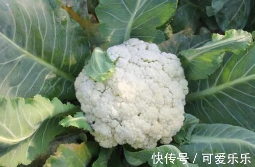 美容养颜|女性不想变老，多吃3种食物，美容养颜，补血抗衰，早吃早好