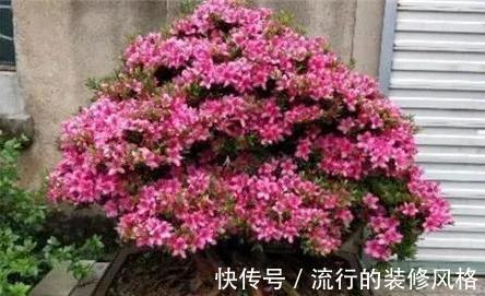 茉莉花|家里养殖的花卉在度夏时,最怕的不是温度高,而是怕乱浇水