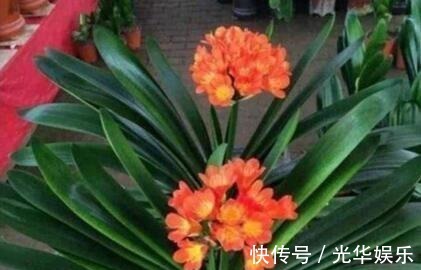 液体|家家都有的一种“液体”,君子兰吃“1勺”,疯长如白菜,花还多