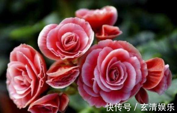 养丽格海棠,最怕碰到“它”,7天一口,花儿爆满,拦不住