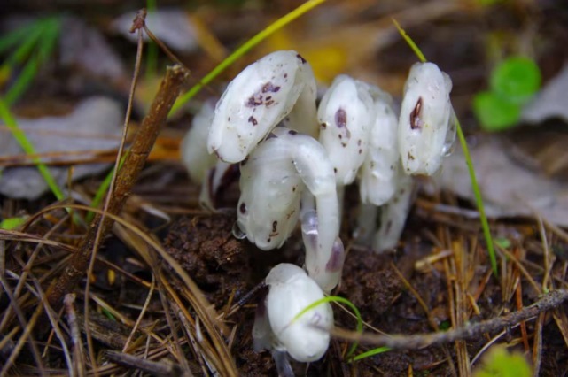 生物|杨向红镜头下的玉龙雪山奇花异草，见证了丽江生物多样性之美