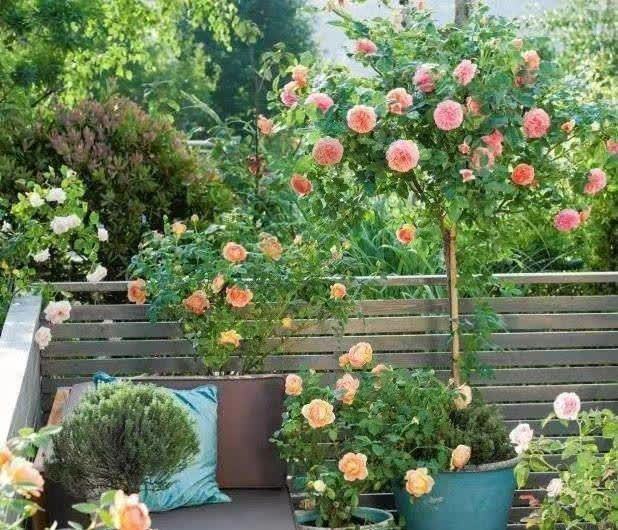 不论有没有院子,我都建议花迷们养一棵,藏不住的高雅气质