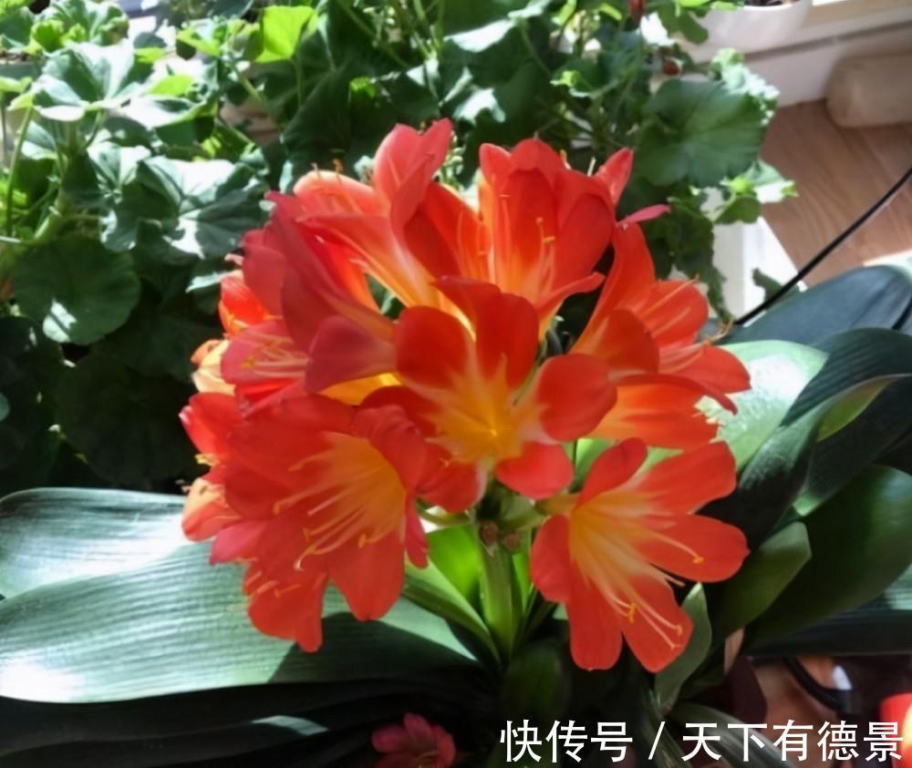 想要“养好”君子兰，建议改掉“3个坏习惯”，做对2件事