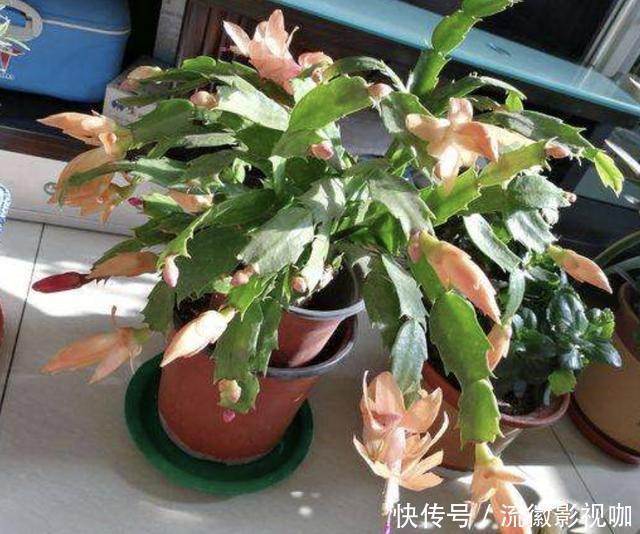 长寿花|家里的“3种花”,在8月份“怕水”,要管住手“少浇水”,别疏忽