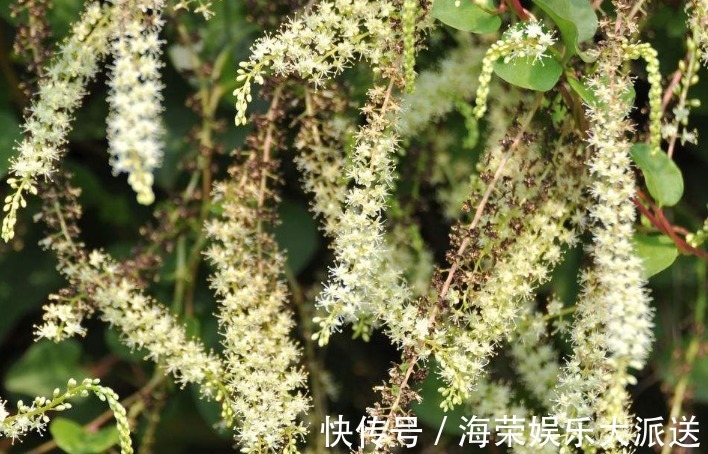 乡下人|农村房子旁的野草,乡下人当野草除,其实还有其它用处