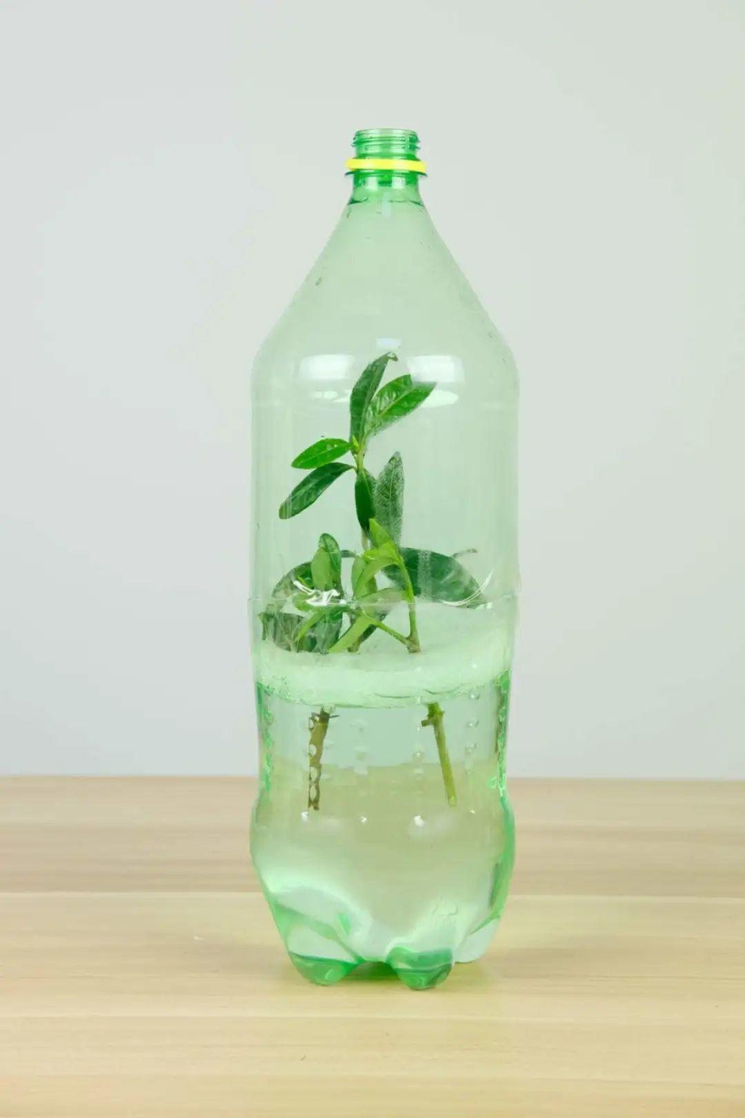 1个塑料瓶，居然有8种养花方法，省钱又好用！