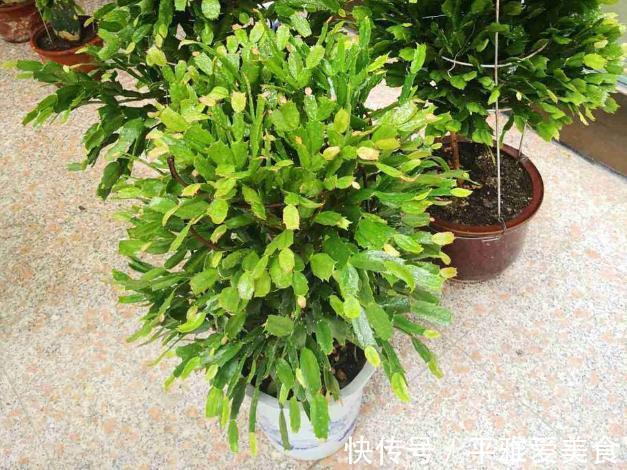 秋季|秋季入手长寿花、蟹爪兰,按照此3点护理,开花数量翻一翻