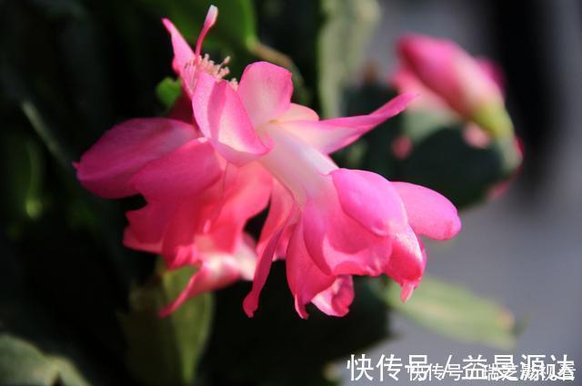 养花|养花就养此3种，好养易活寓意好，家里养一盆，福运临门美极了