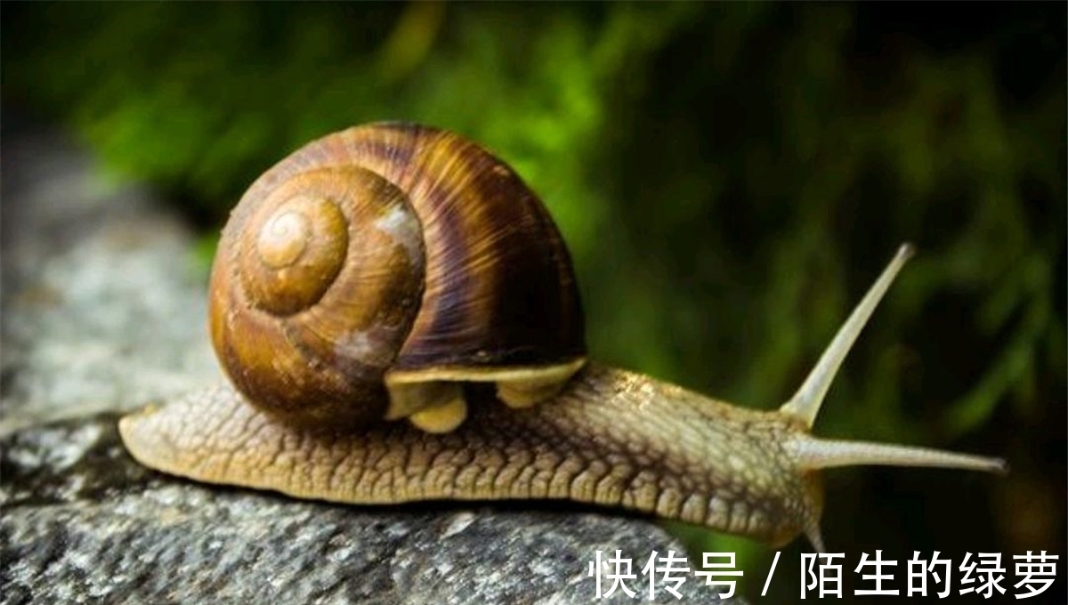 双胞胎|10个冷知识:一勺蜂蜜,需要十二只蜜蜂终生劳作