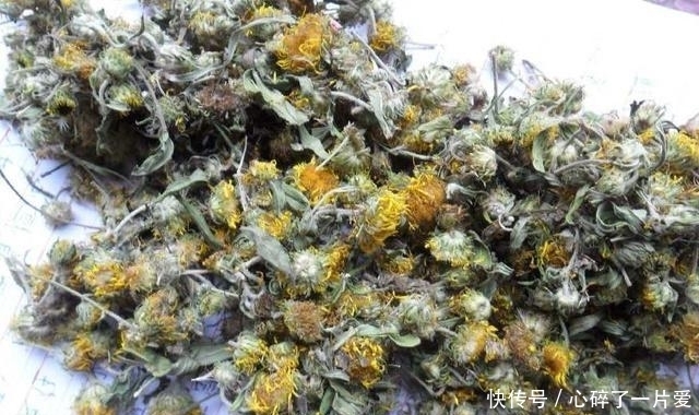 药用价值|农村河边的小黄花,药用价值很不错,如今一斤二十元钱,记得摘