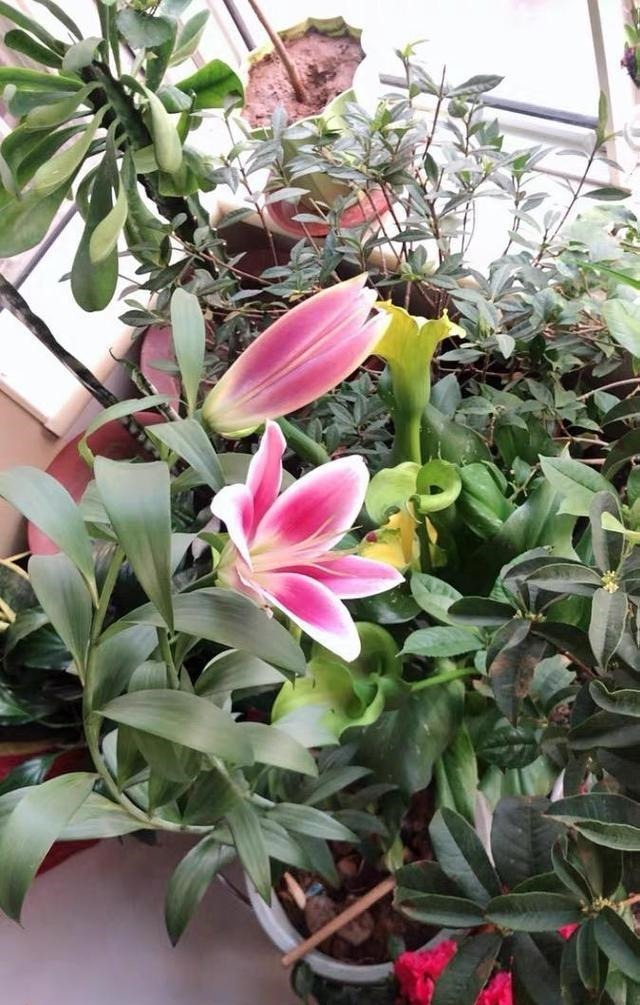 几个“洋葱球”,埋在花盆里,长出8朵百合花,开完花还能吃