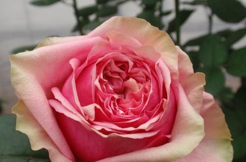  盛开|最像水果的月季，花开双色，花苞硕大，成片盛开，南北方都能养