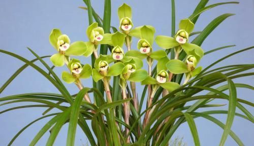 家里养兰花,了解掌握几个要点,服盆快不黄叶,你做对了吗?