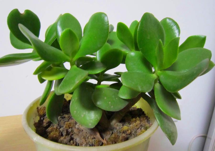 植物|植物养得不好,多半根没长好,加上这些长得快