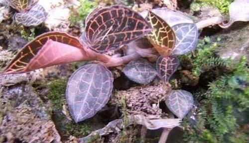 与“人参”齐名的一种植物,是山里上好的野货,一斤就要上百元!