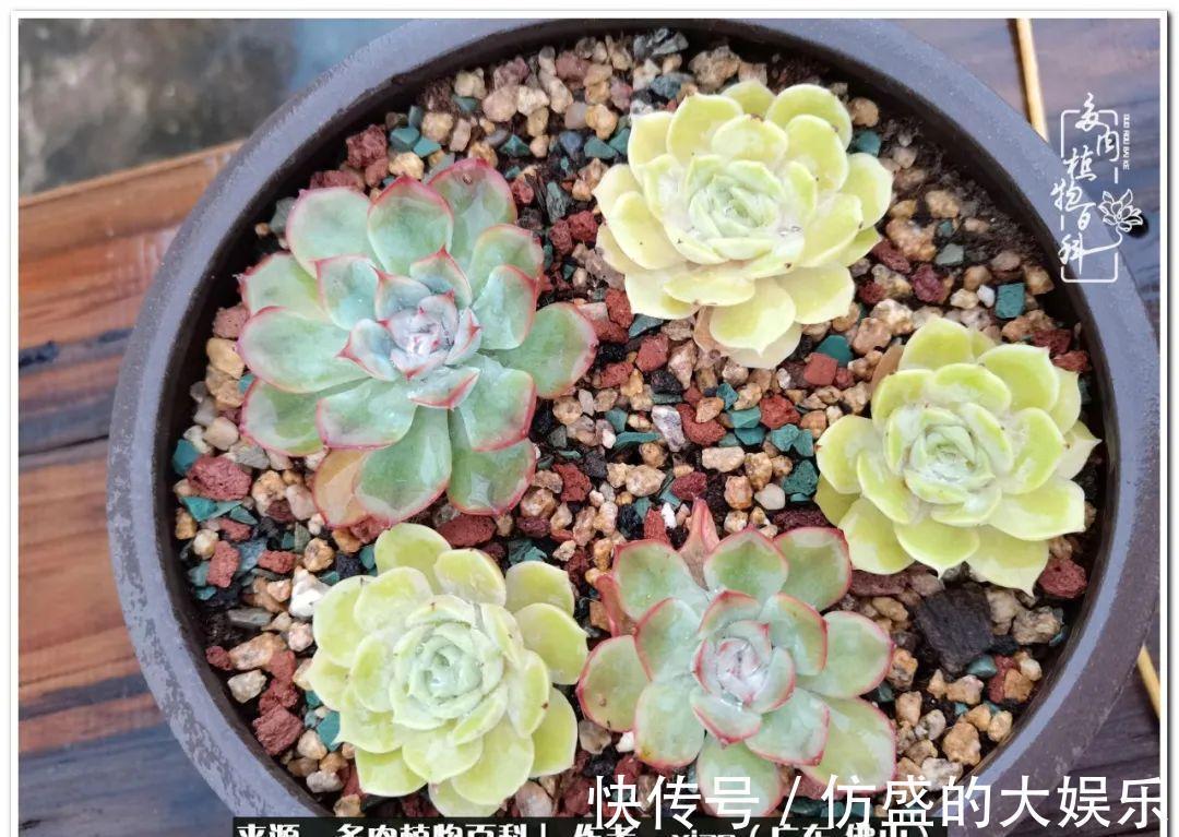 阳台上|养多肉,慢慢来,我们一起沉淀再绽放!