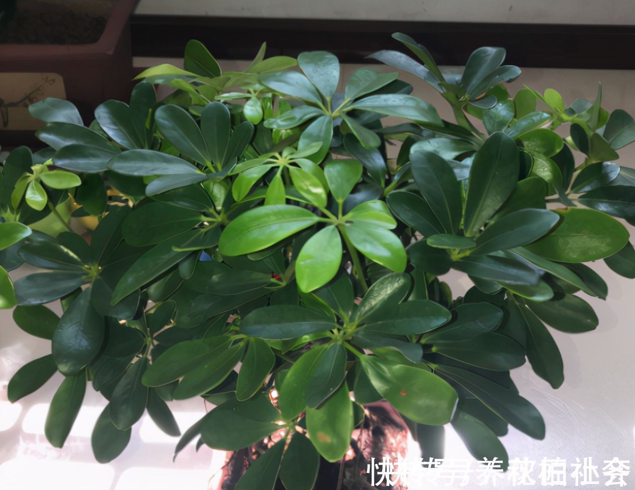 9种“吉祥树”,适合家里养,富贵大气上档次,好养寓意好