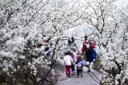 2月28日统景印盒李花节开幕，游客可搭乘直升机俯瞰万亩李花