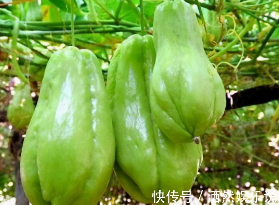 排毒|女性养生,常吃的好食物,排毒燃脂,润肠通便,吃了变年轻