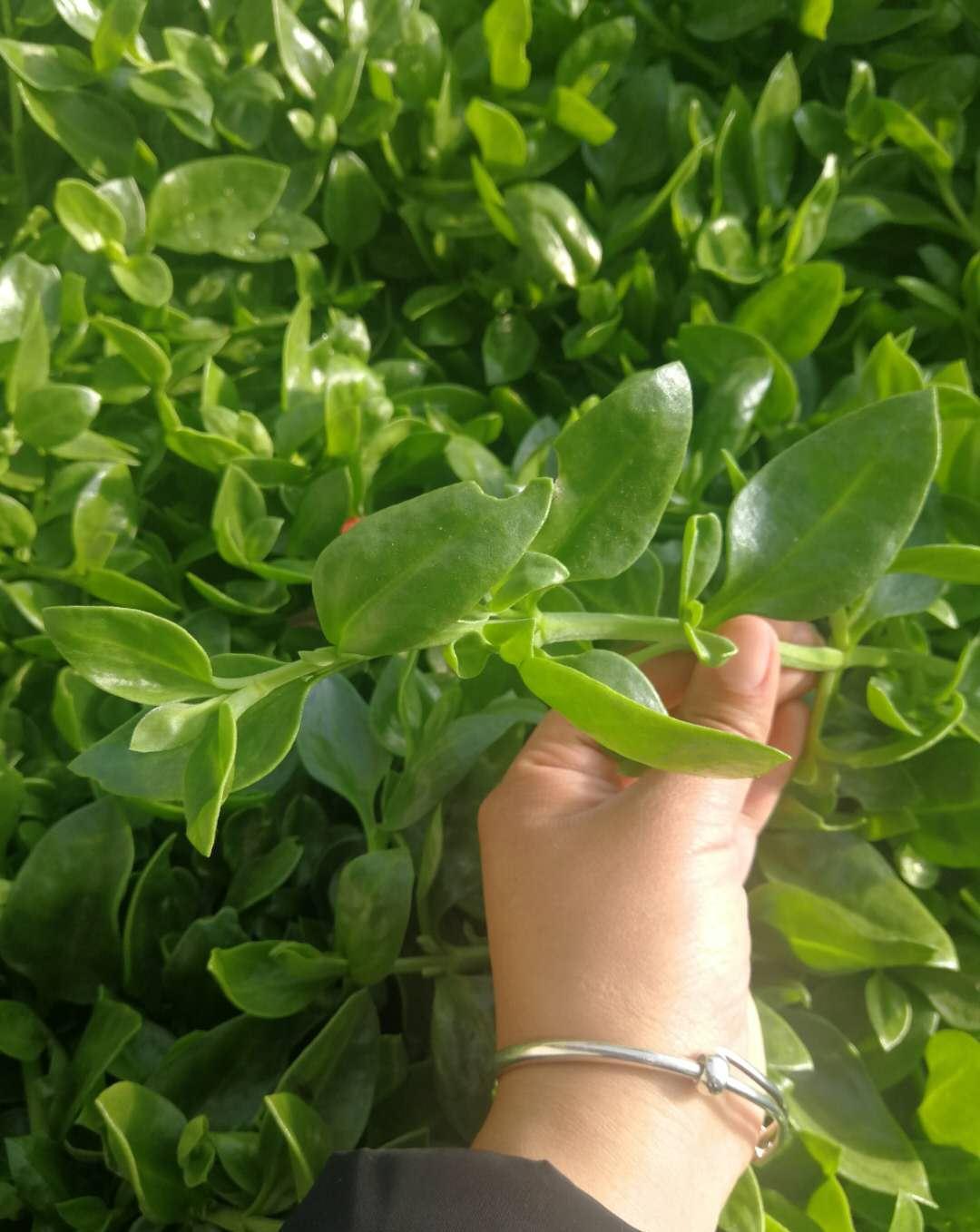 种植|5种“菜根”别扔,插进花盆,浇浇水,半个月长成“小菜园”